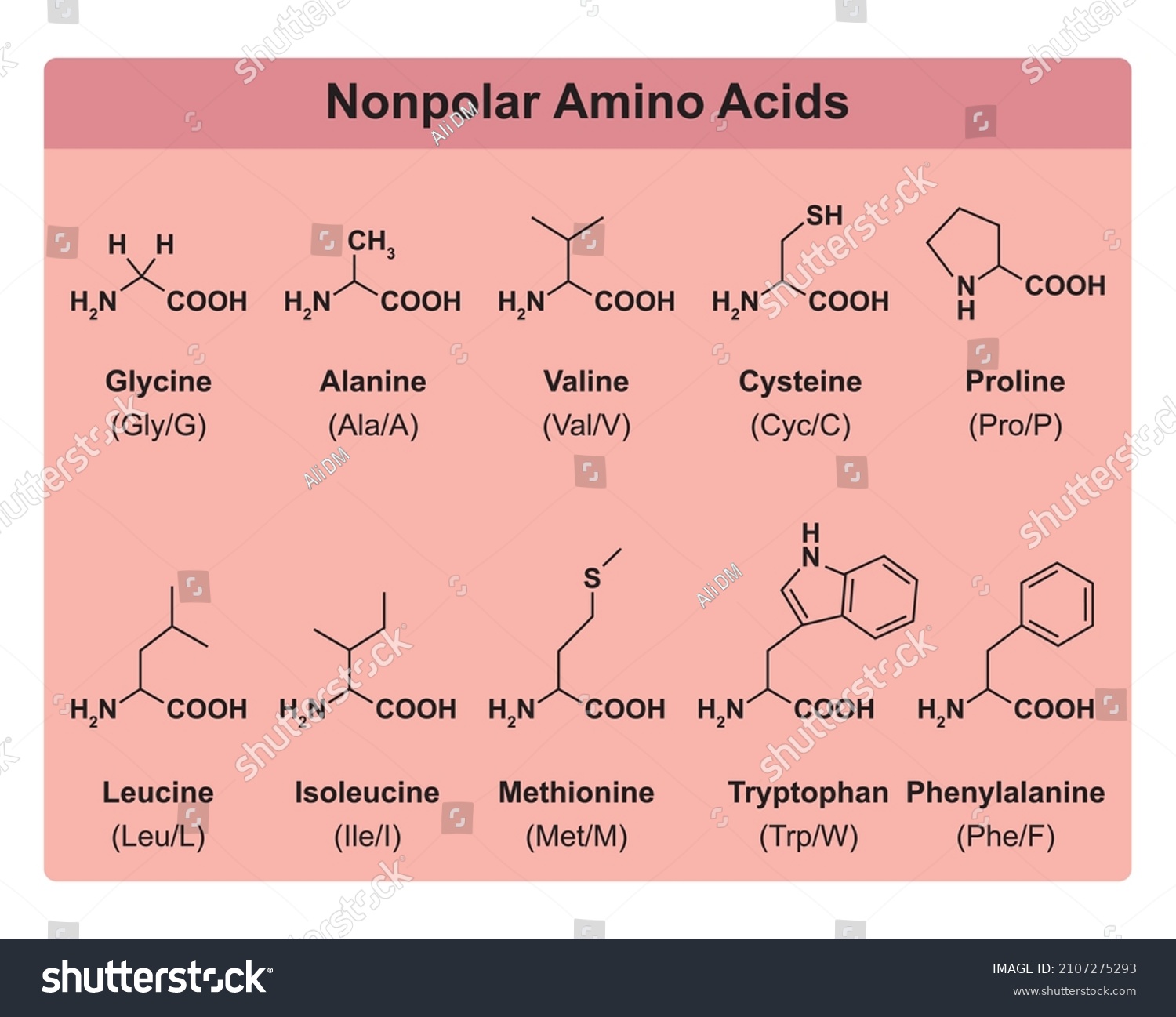 Amino Acids Types Table Showing Chemical Stock Vector Royalty Free 2107275293 9518