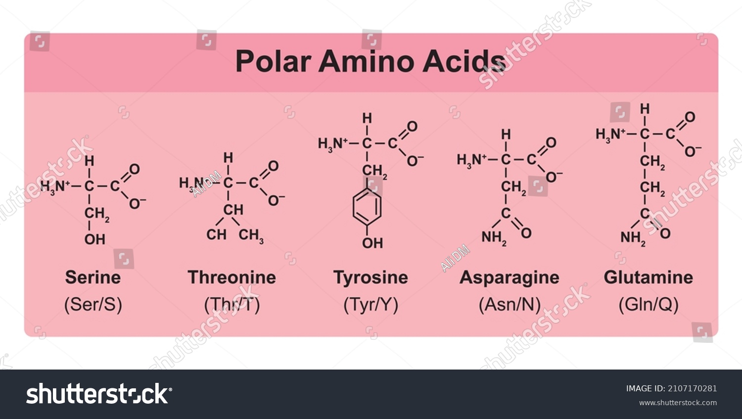 Amino Acids Types Table Showing Chemical Stock Vector (Royalty Free) 2107170281