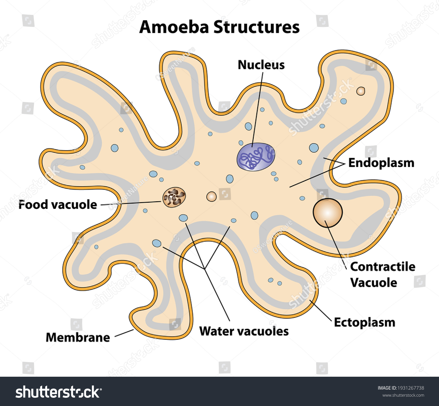 Amoeba Cell Anatomy Unicellular Organism Labeling Vetor Stock Livre De Direitos