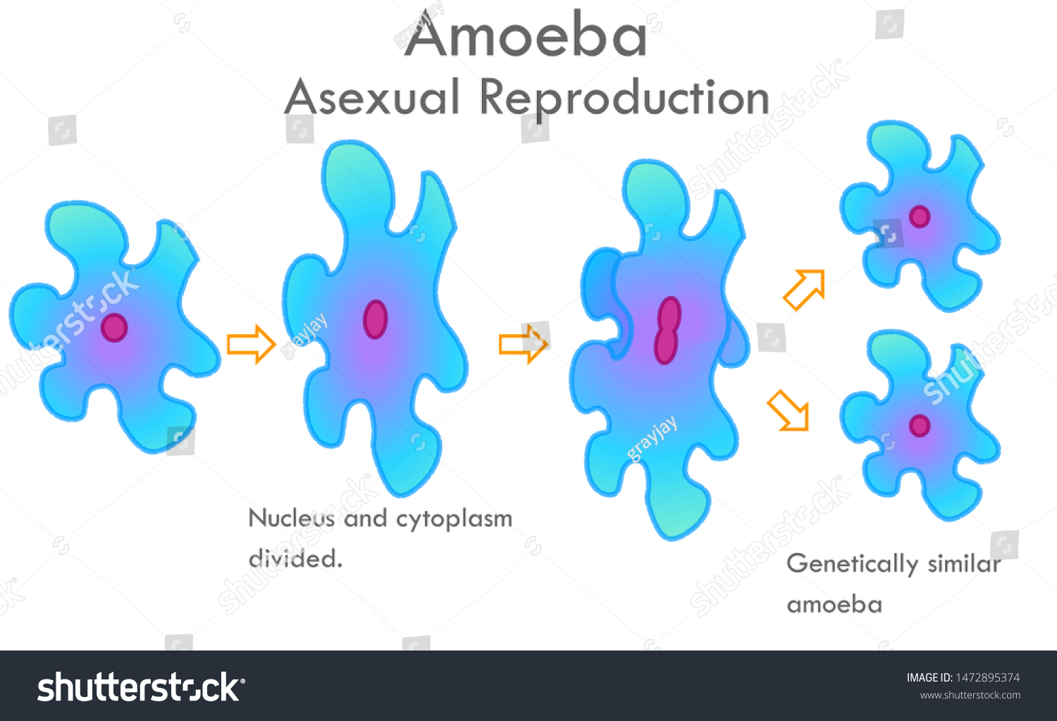 Amoeba Division Stages Stages Mitosis Division Stock Vector Royalty Free 1472895374 3043