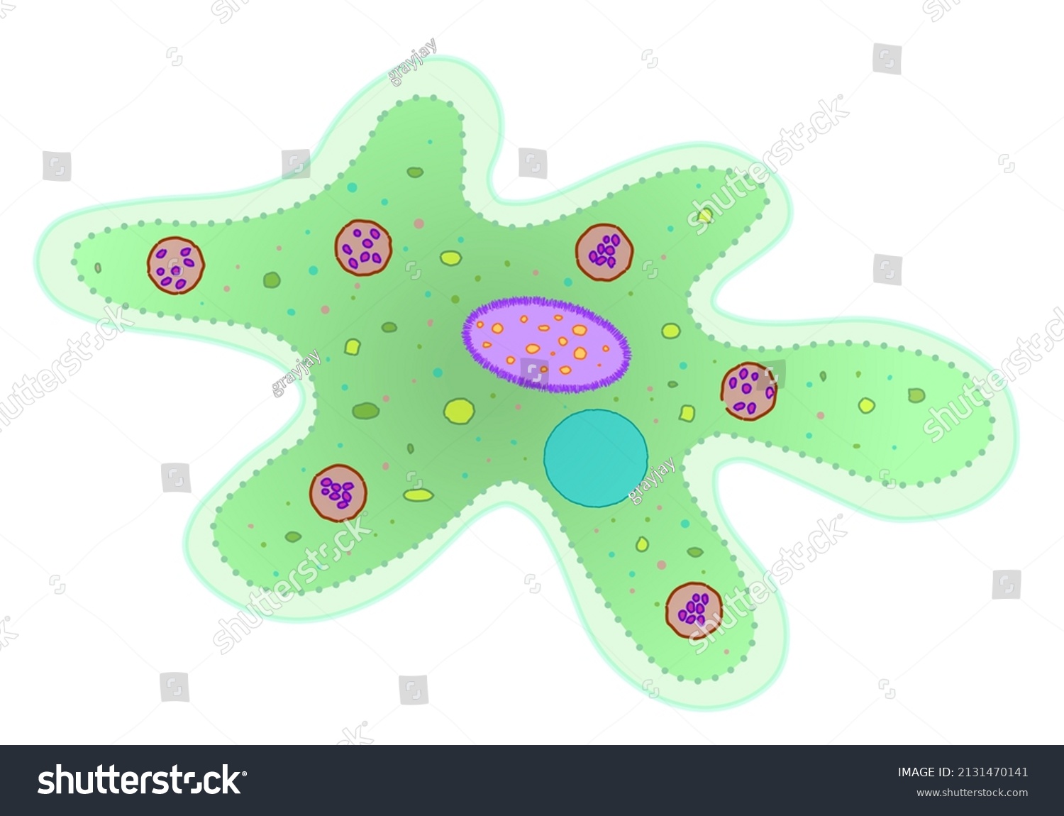 Amoeba Structure Green Transparent Anatomy Blank Stock Vector (Royalty ...