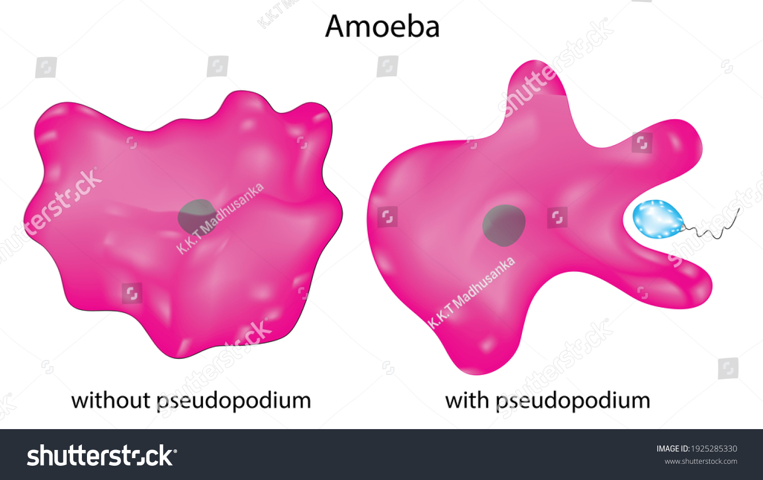 350 Pseudopods Images, Stock Photos & Vectors | Shutterstock