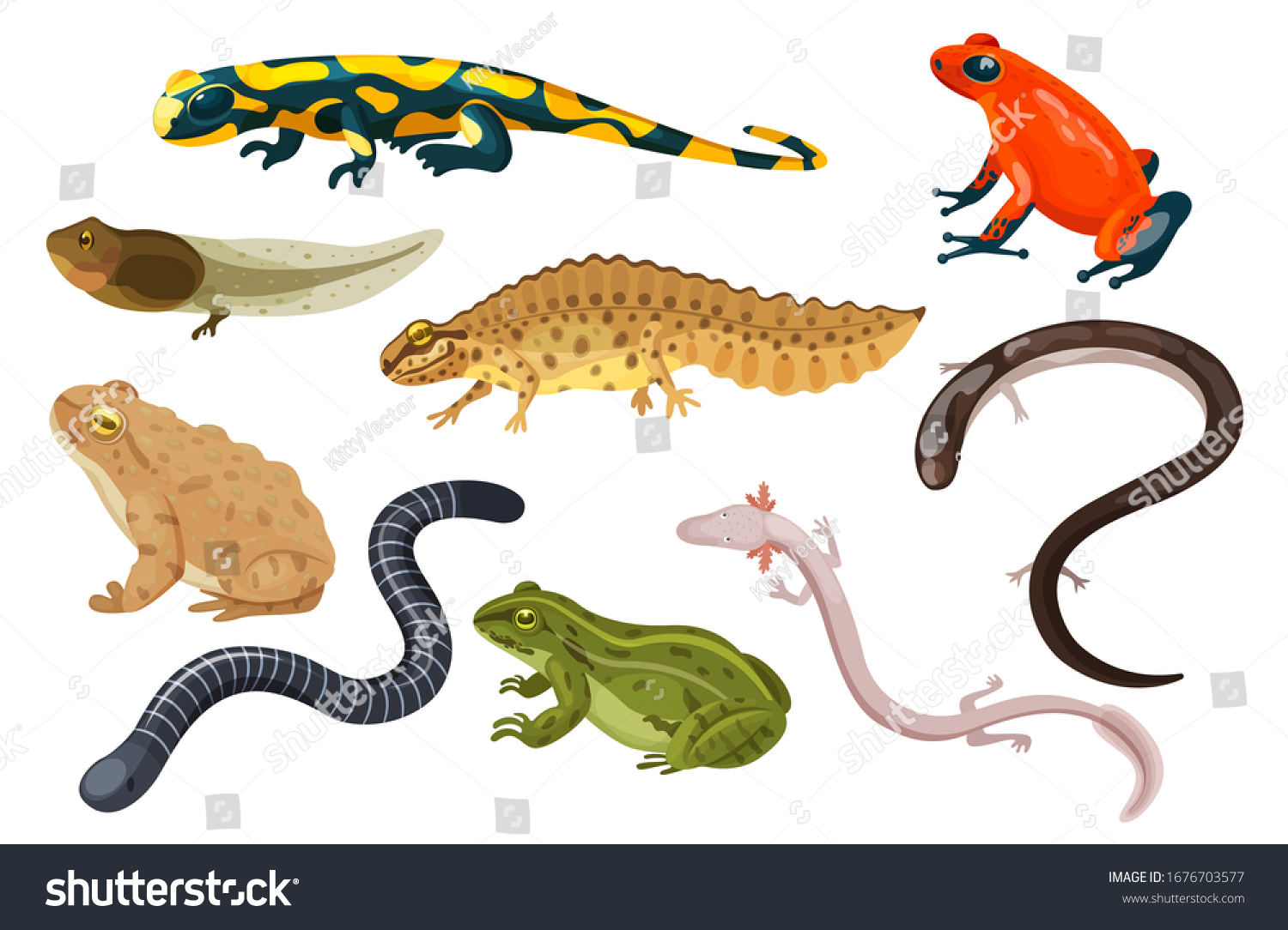 SVG of Amphibian vector illustration set. Exotic cartoon tropical amphibia, colorful sitting toad and frog life cycle tadpole, salamander, triton caecilian. Flat animals pets for zoo icons isolated on white svg