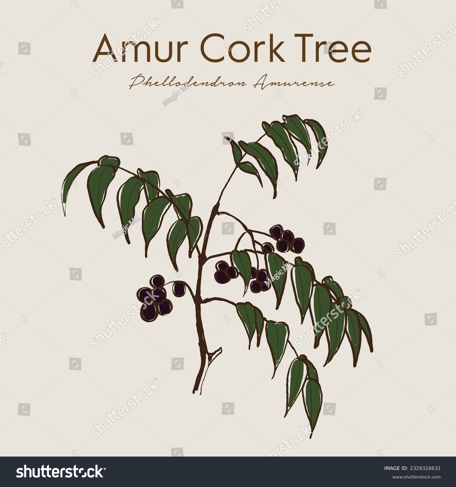 SVG of Amur cork tree (phellodendron amurense), chinese medicinal plant. Ayurvedic herbs, medicines. Ayurveda. Natural herbs. Medicinal herb. Hand drawn botanical vector illustration. svg