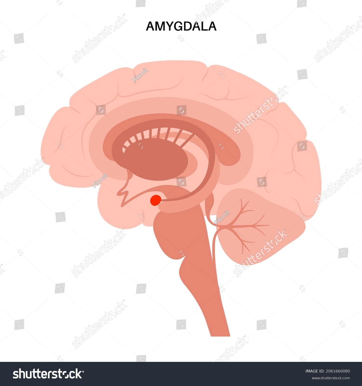 SVG of Amygdala and limbic system concept. Human brain anatomy. Cerebral cortex and cerebrum medical poster flat vector illustration for clinic or education. svg