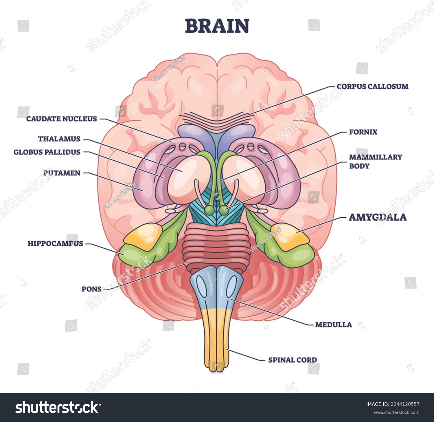 SVG of Amygdala brain part location with medical human head anatomy outline diagram. Labeled educational scheme with body physiology for memory, decision making and emotional response vector illustration. svg