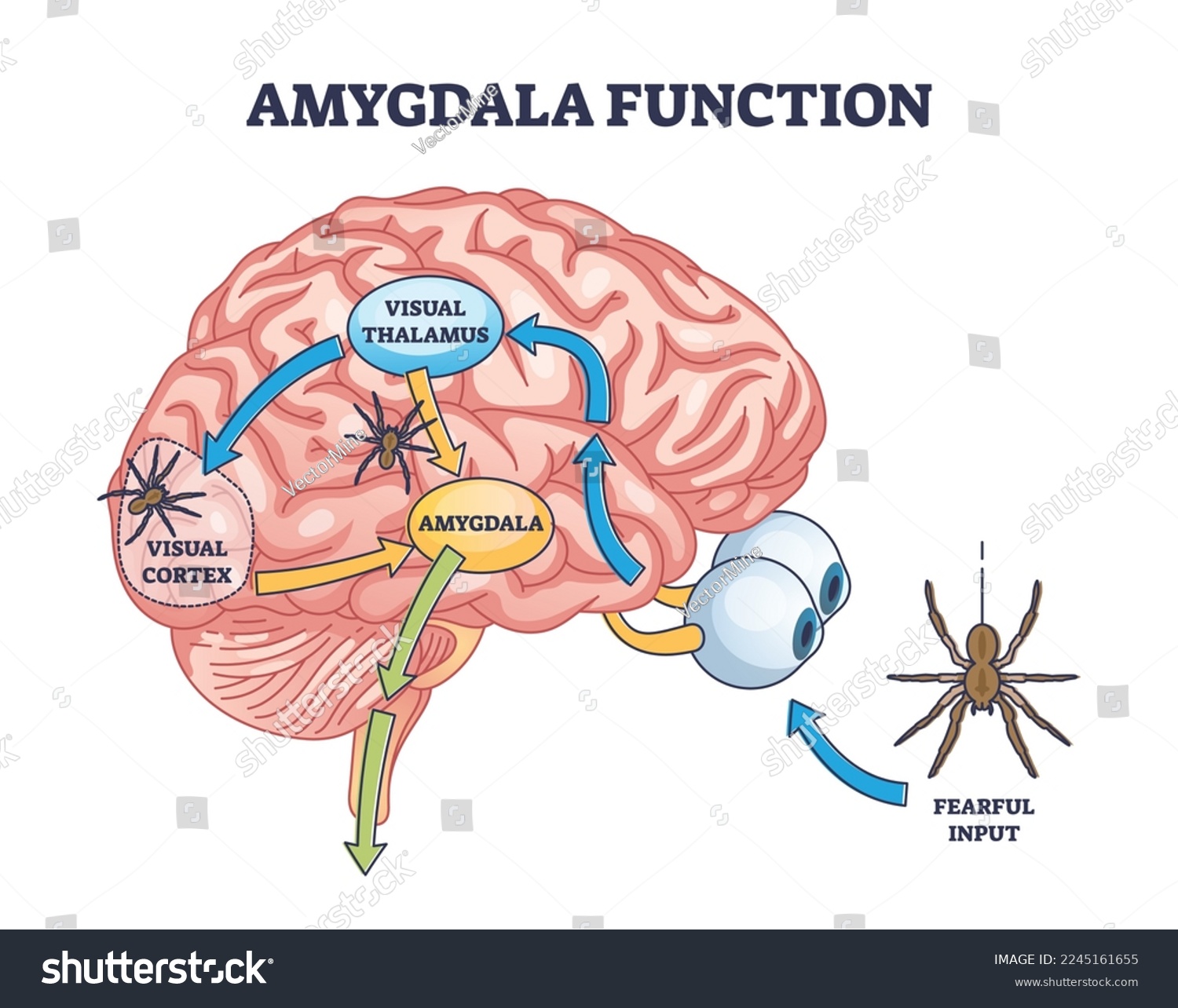 SVG of Amygdala function with brain response to fear stimulus outline diagram. Labeled educational medical scheme with fearful threat input, visual thalamus and cortex connection process vector illustration svg