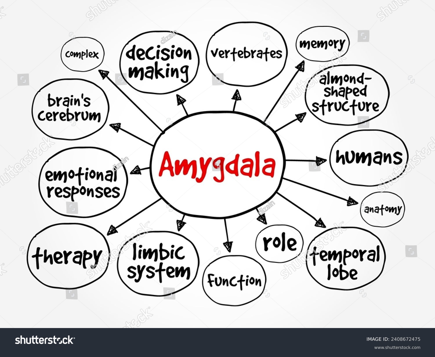 SVG of Amygdala is the integrative center for emotions, emotional behavior, and motivation, mind map concept background svg