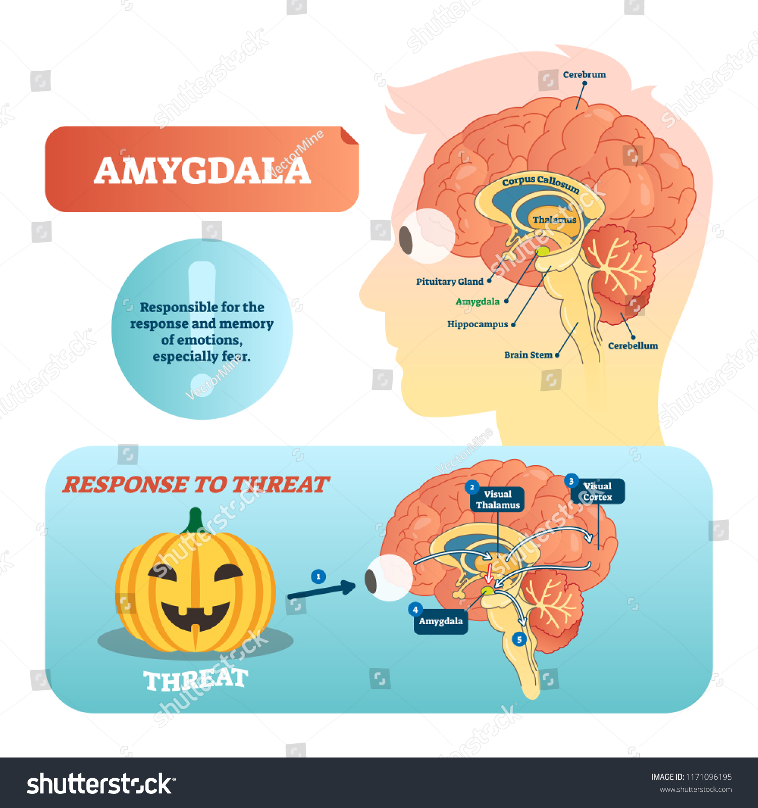 SVG of Amygdala medical labeled vector illustration. Anatomical scheme with visual thalamus, cortex and response to threat. Diagram with cerebrum, thalamus and corpus callosum. svg