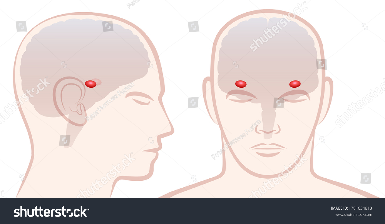 SVG of Amygdala. Profile and frontal view with location of pair of amigdalas in a human brain. Isolated vector illustration on white background.
 svg