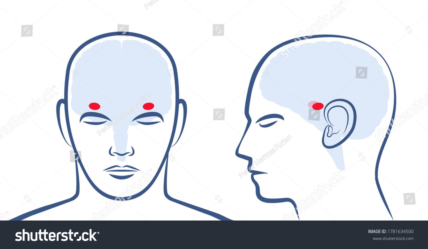 SVG of AMYGDALAE. Location of the two amigdalas in the human brain. Profile and frontal view with positions. Isolated vector graphic illustration on white background.
 svg