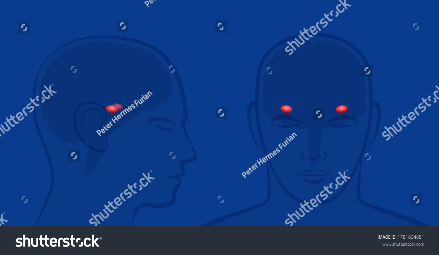 SVG of Amygdalas in a human brain. Lateral and frontal view with position of amygdalae. Vector illustration on blue background.
 svg