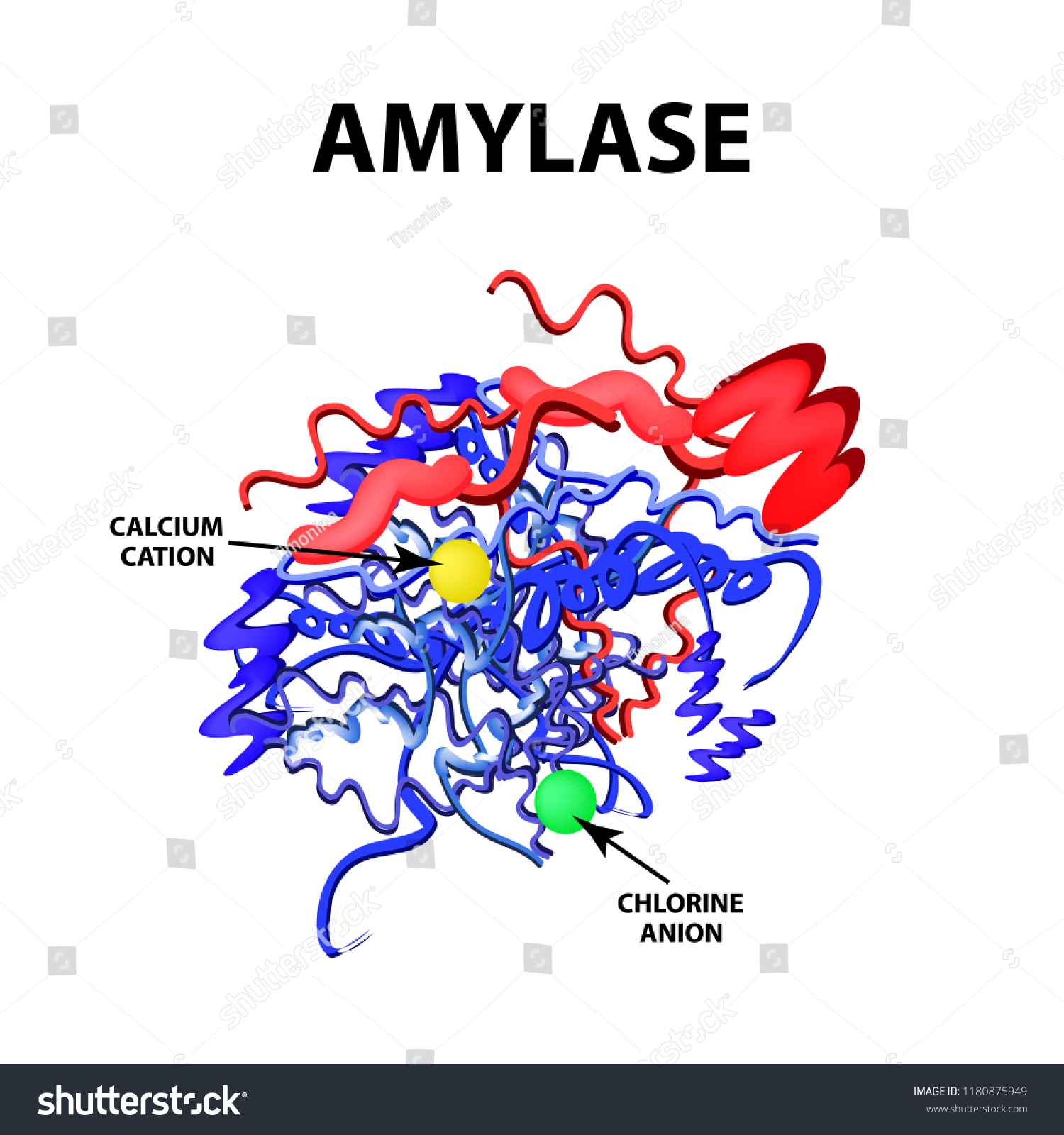 アミラーゼは分子化学式である 膵臓の酵素 インフォグラフィックス 分離型背景にベクターイラスト のベクター画像素材 ロイヤリティフリー