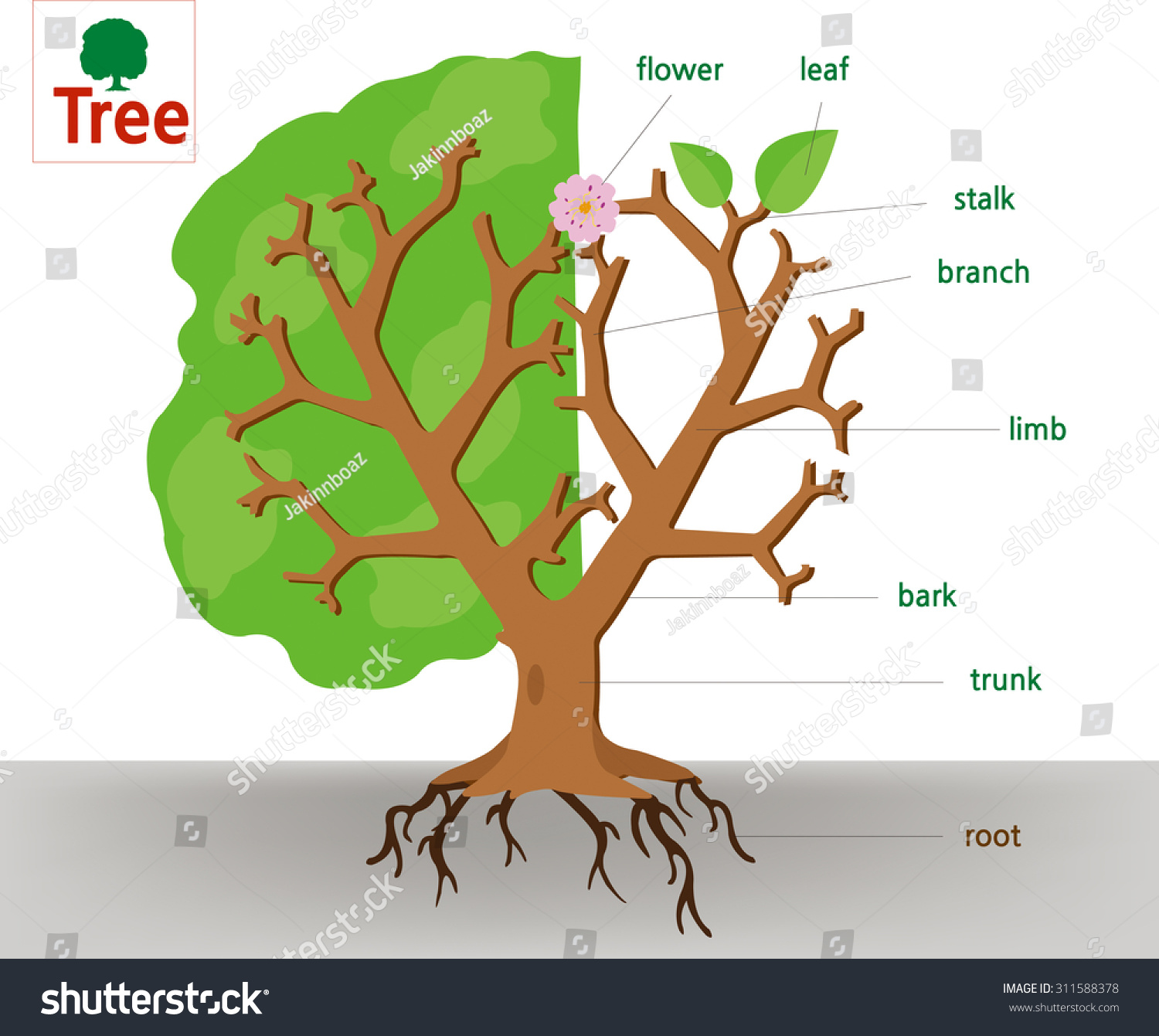 Une anatomie d'un arbre : image vectorielle de stock (libre de droits)  311588378