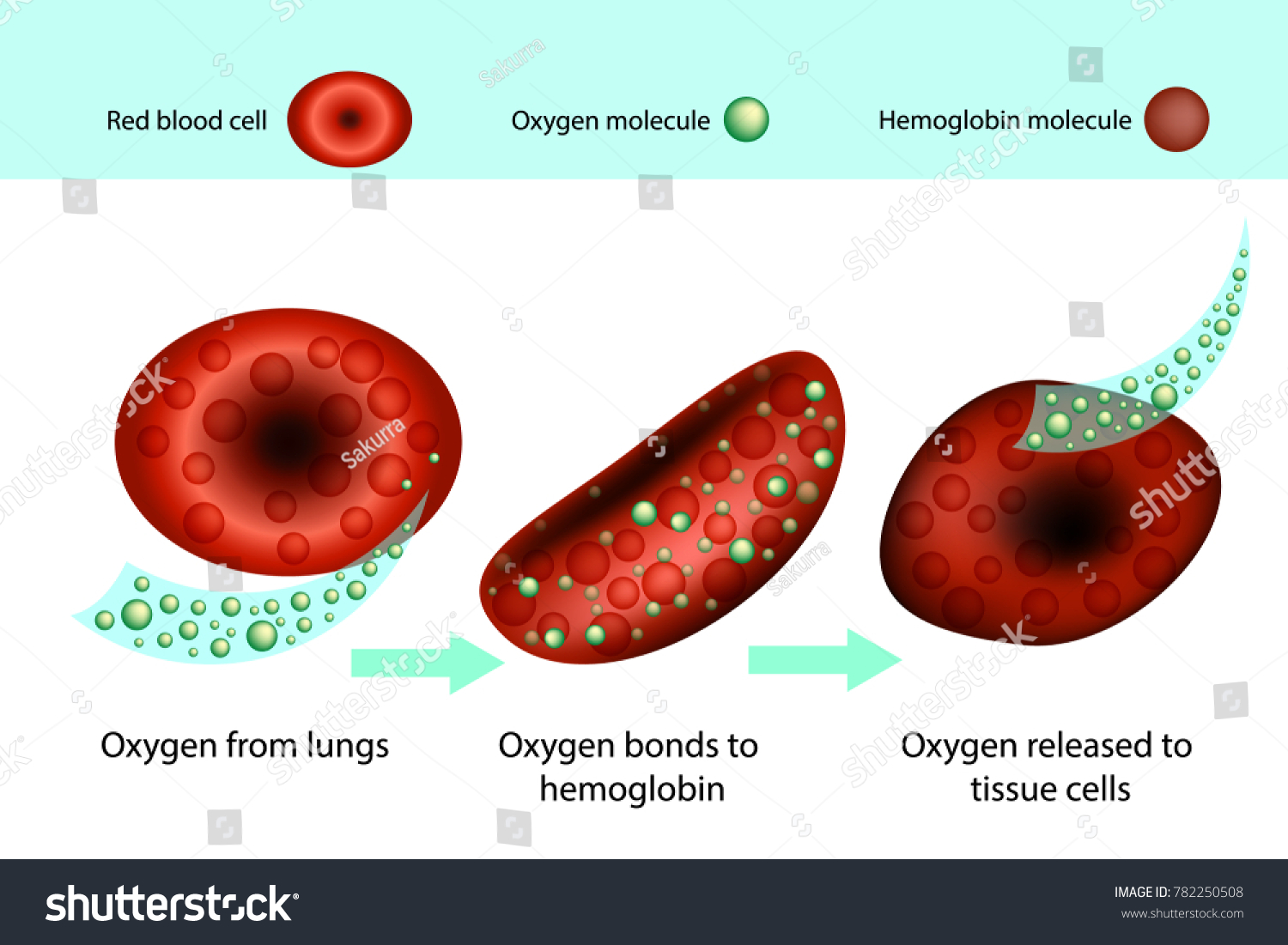 115-transport-of-oxygen-in-blood-cells-aiheista-kuvaa-kuvia