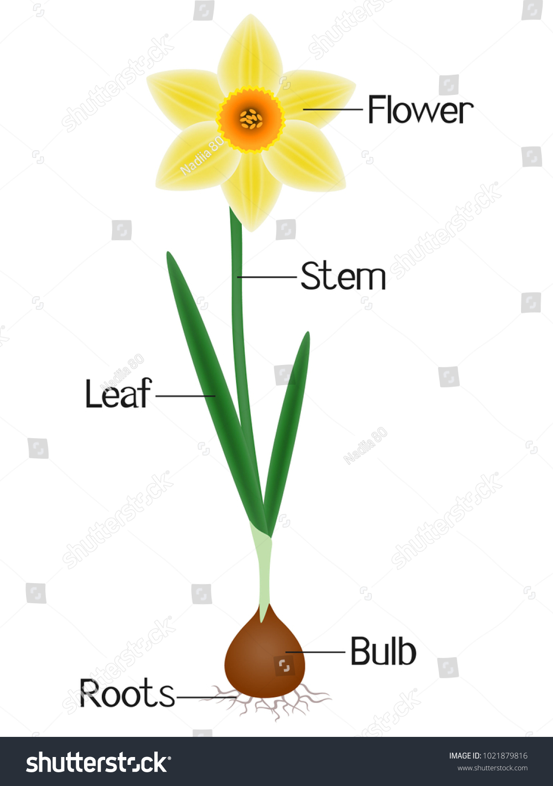 16 Daffodil anatomy bilder, arkivfotografier og vektorer Shutterstock