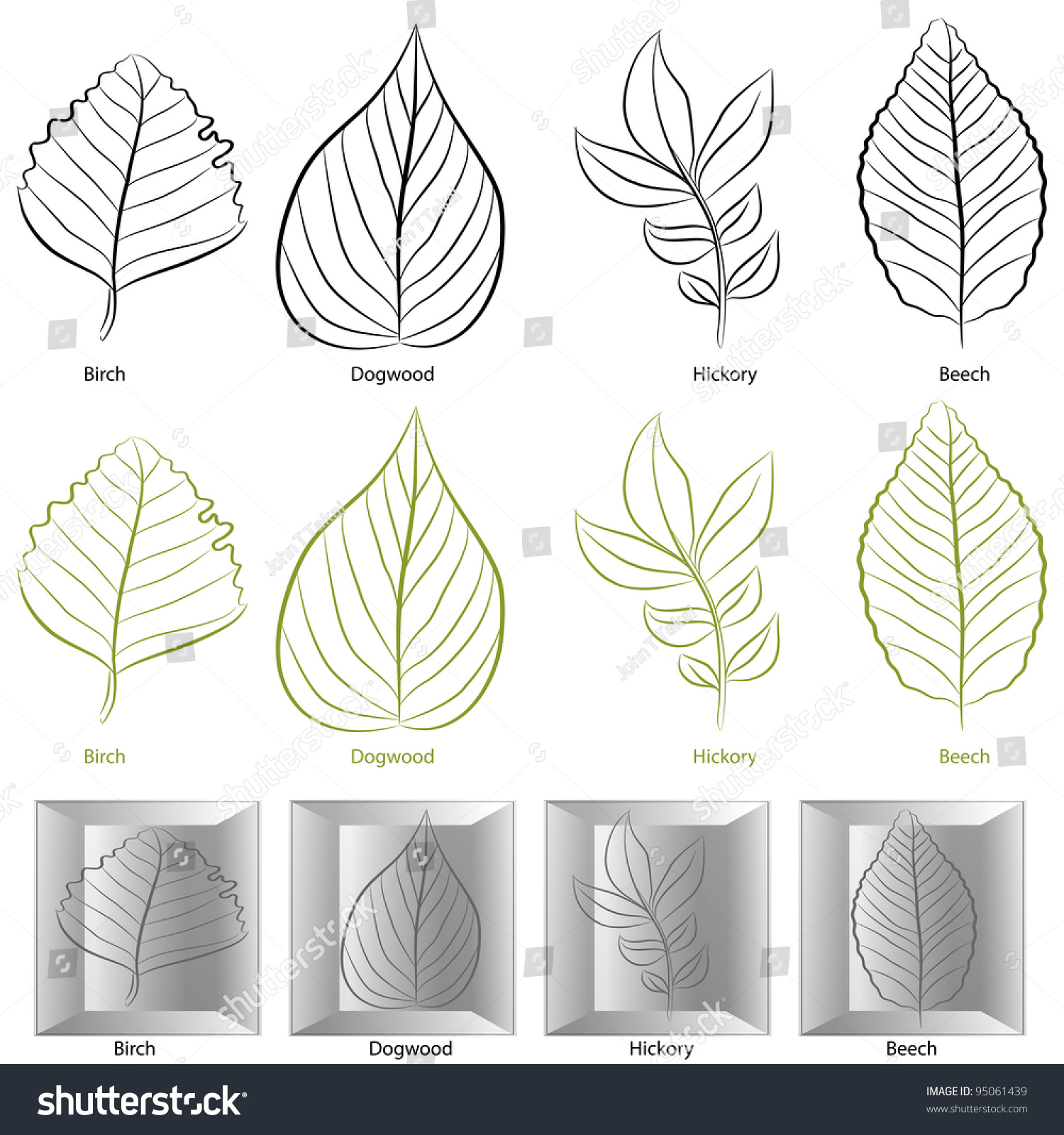 SVG of An image of a set of birch, dogwood, hickory and birch tree leaf types. svg