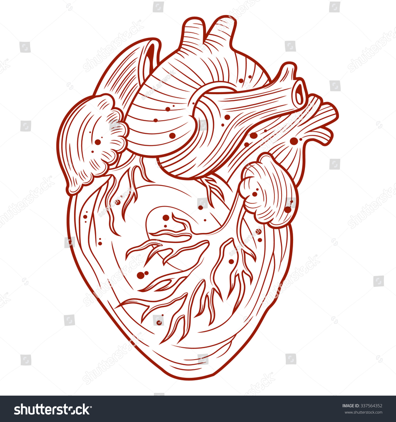 Anatomical Heart Stock Vector 337564352 - Shutterstock