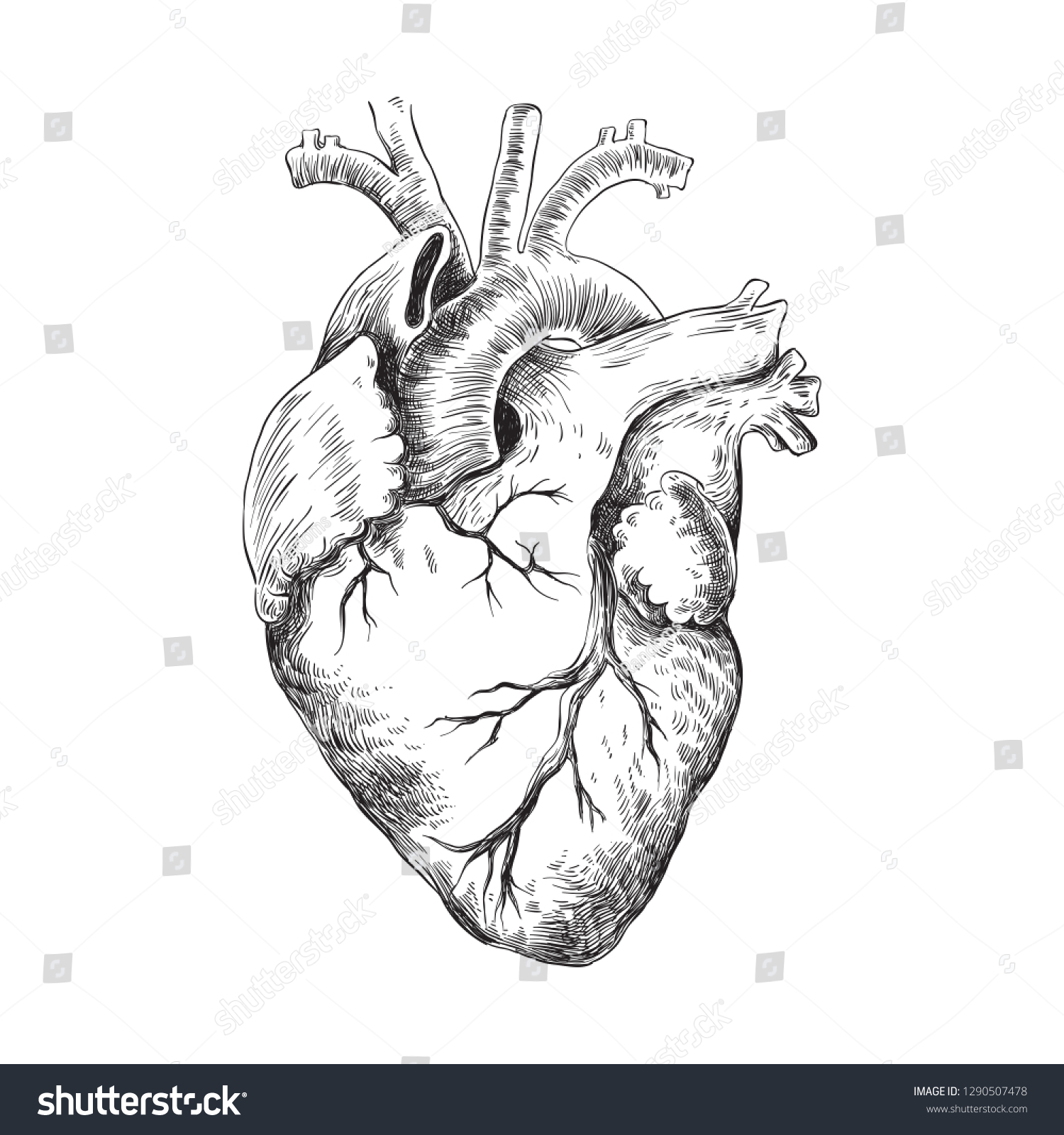 解剖学的な心臓の白黒イラスト のベクター画像素材 ロイヤリティフリー