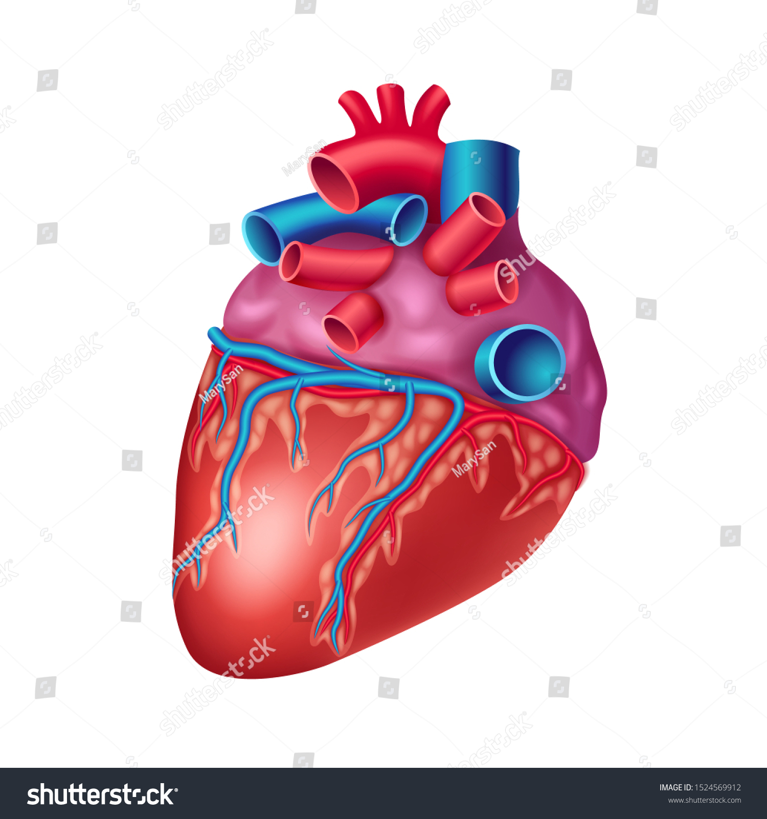 Anatomical Heart Icon Vessels Artery Aorta Stock Vector (Royalty Free ...