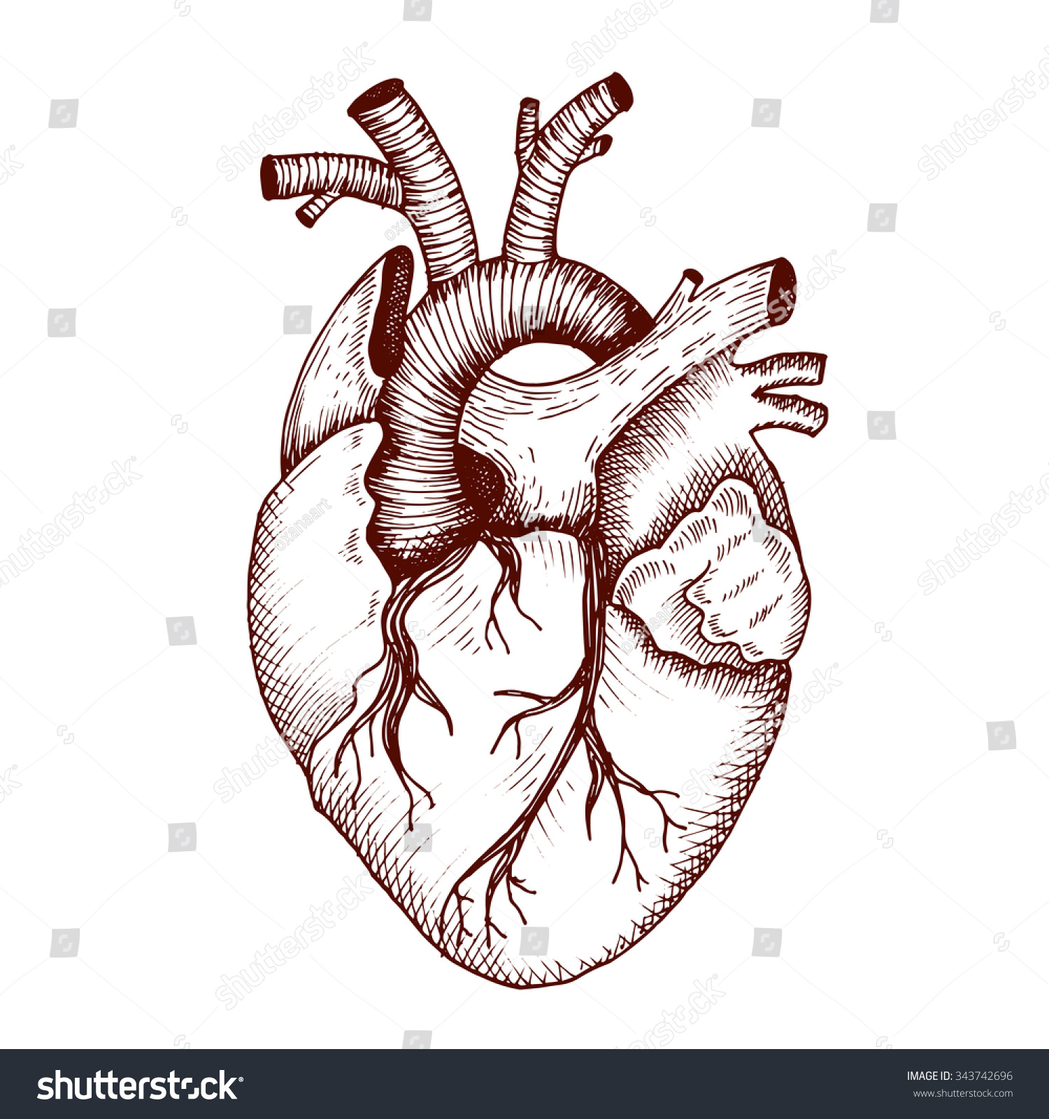 Anatomical Heart Vector Vintage Style Detailed Stock Vector (Royalty