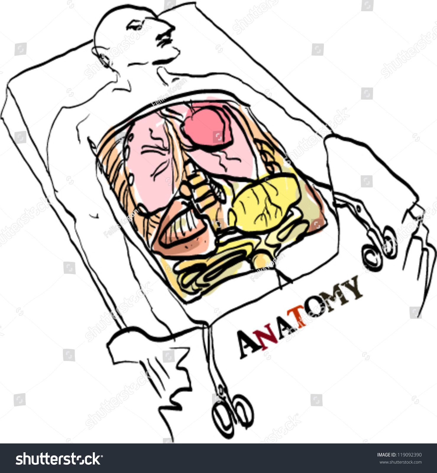 Anatomical Illustration Non Scientific Digital Pen Drawing