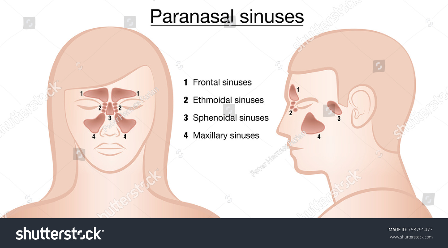 Anatomical Representation Paranasal Sinuses Their Names Stock Vector Royalty Free 758791477 7851