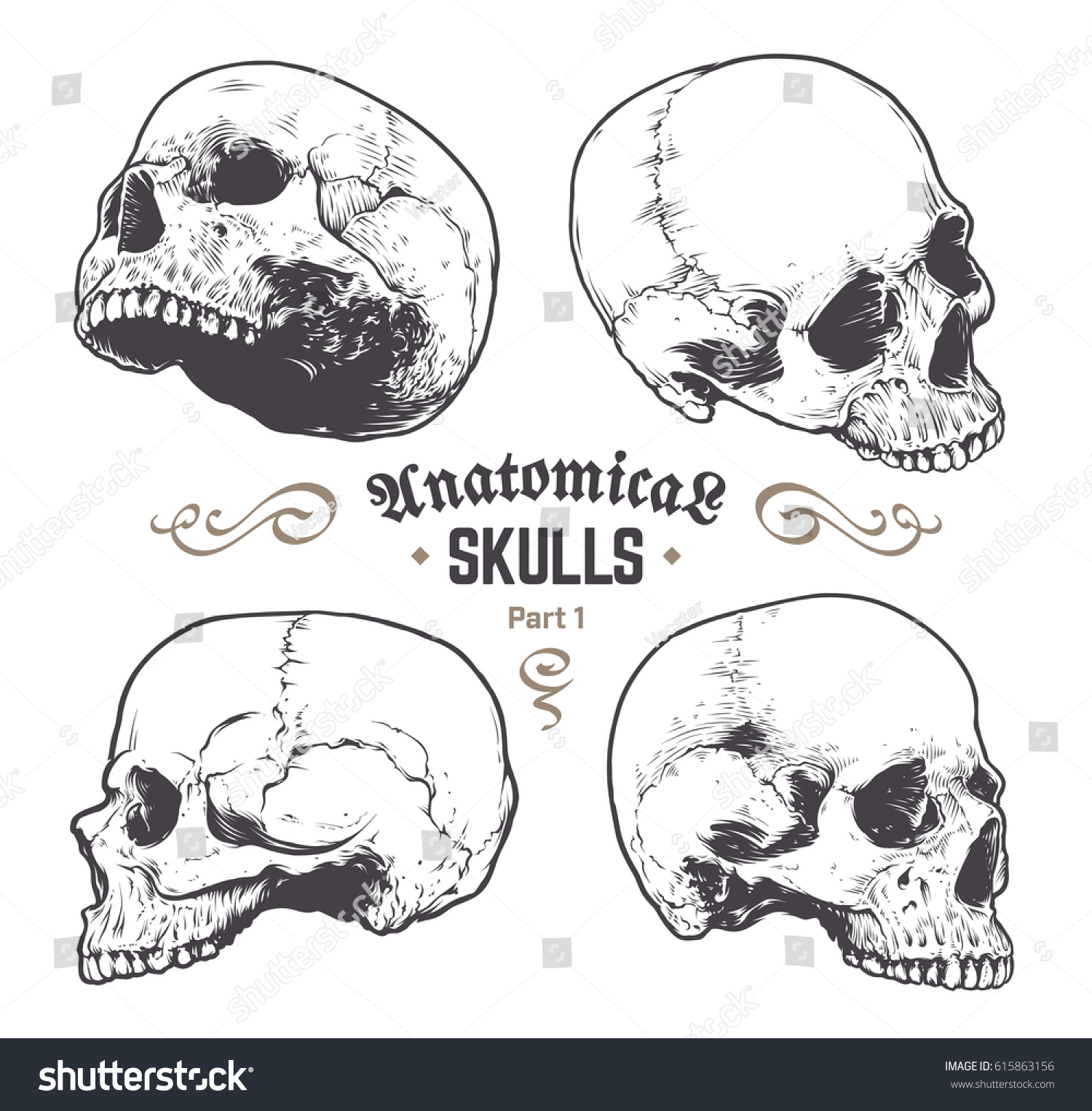 Anatomical Skulls Vector Set Hand Drawn Vector De Stock Libre De