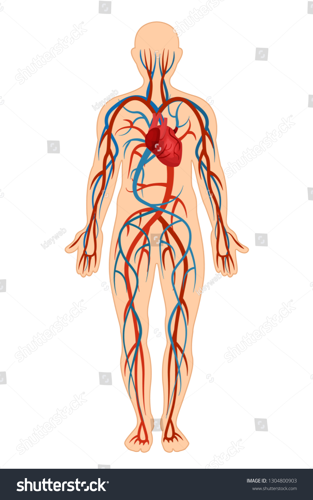 人体の解剖学的構造で 循環系 血液動脈 静脈 血流の詳細を示す ヒトの心血管循環血流静脈系を構築する ベクターイラスト のベクター画像素材 ロイヤリティフリー