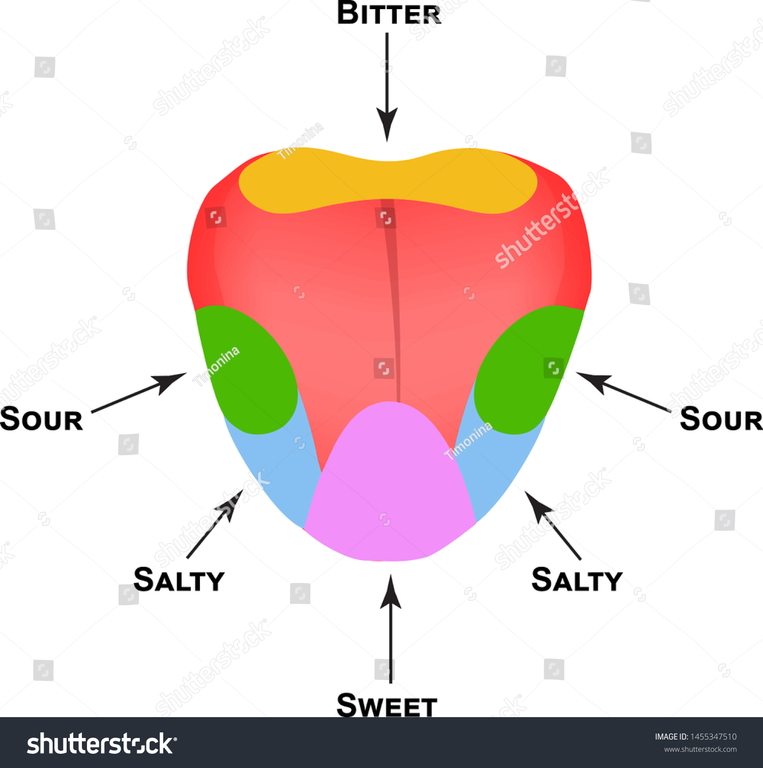 Suchen Sie Nach Anatomische Struktur Der Zunge Geschmack Knospen Stockbildern In Hd Und Millionen Weiteren Lizenzfreien Stockfotos Illustrationen Und Vektorgrafiken In Der Shutterstock Kollektion Jeden Tag Werden Tausende Neue Hochwertige