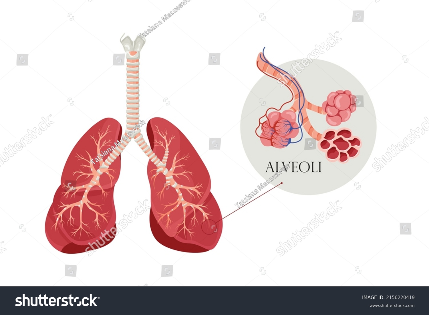 Anatomy Alveoli Air Space Lungs Through Stock Vector (Royalty Free ...