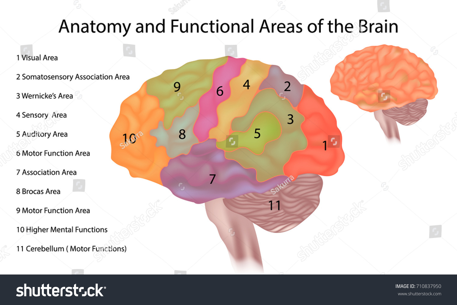 Human Brain Areas