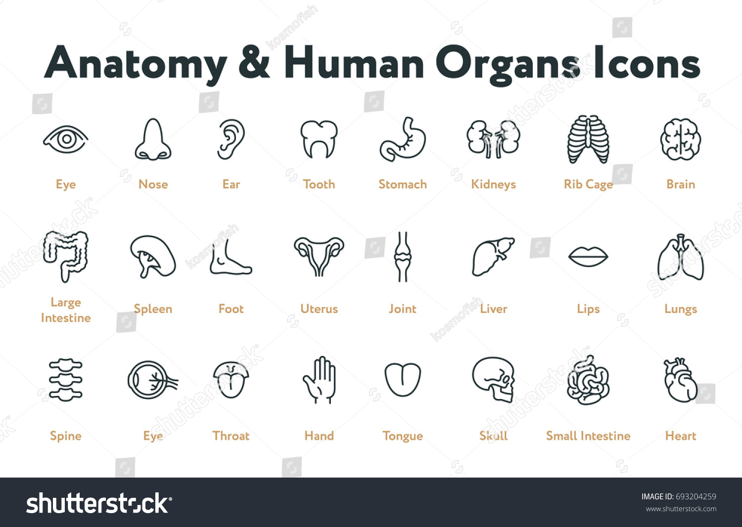 Anatomy Human Body Organs Biology Minimal Stock Vector Royalty
