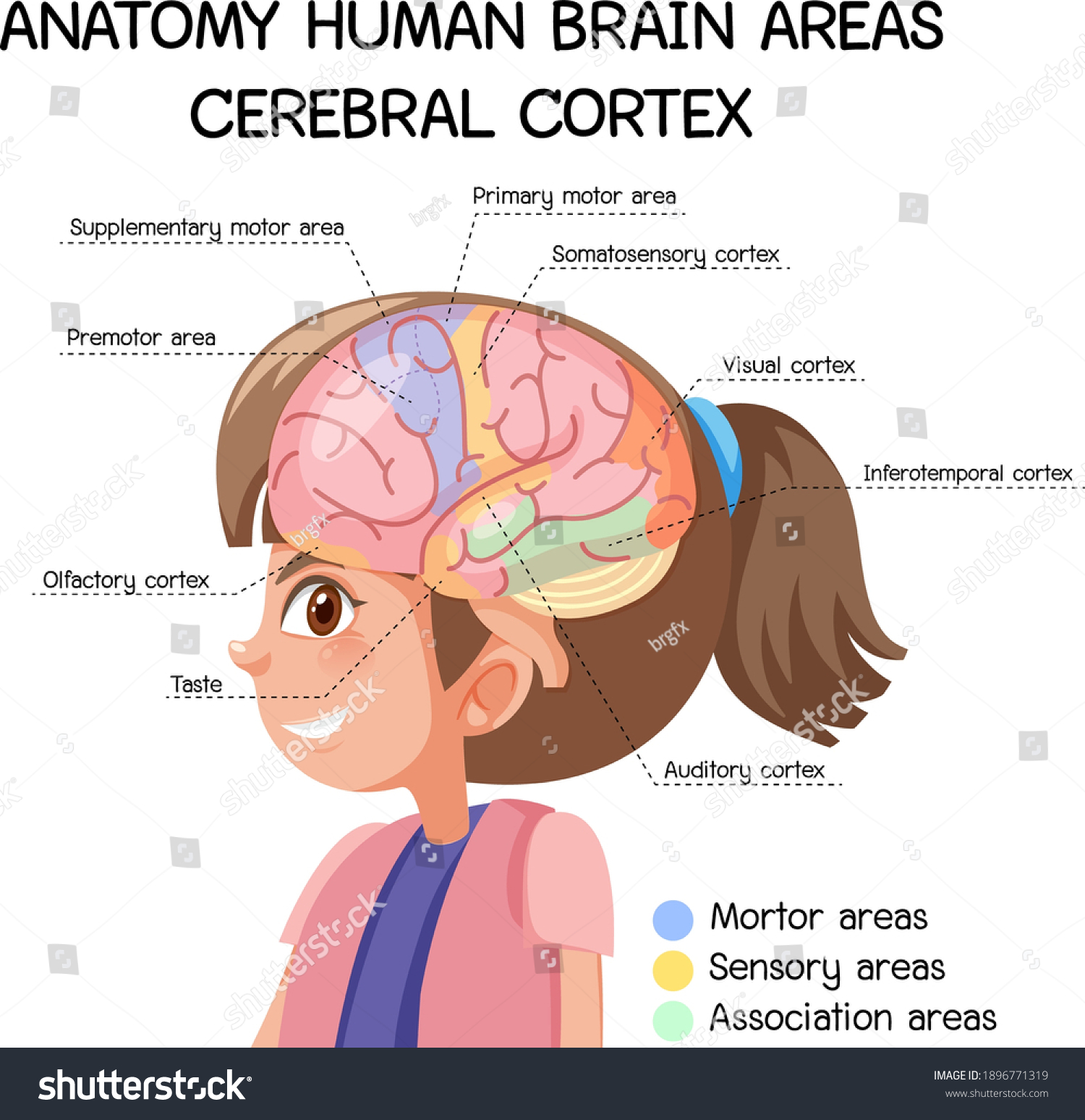 Anatomy Human Brain Areas Cerebral Cortex Stock Vector Royalty Free 1896771319