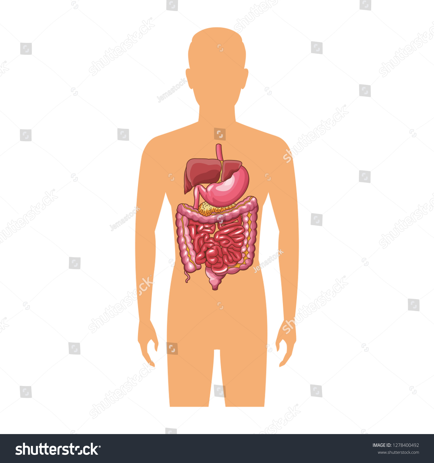 Anatomy Human Organ Cartoon Stock Vector (Royalty Free) 1278400492