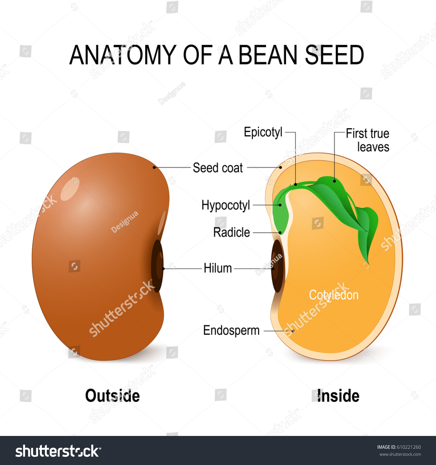 Label The Parts Of A Bean Seed