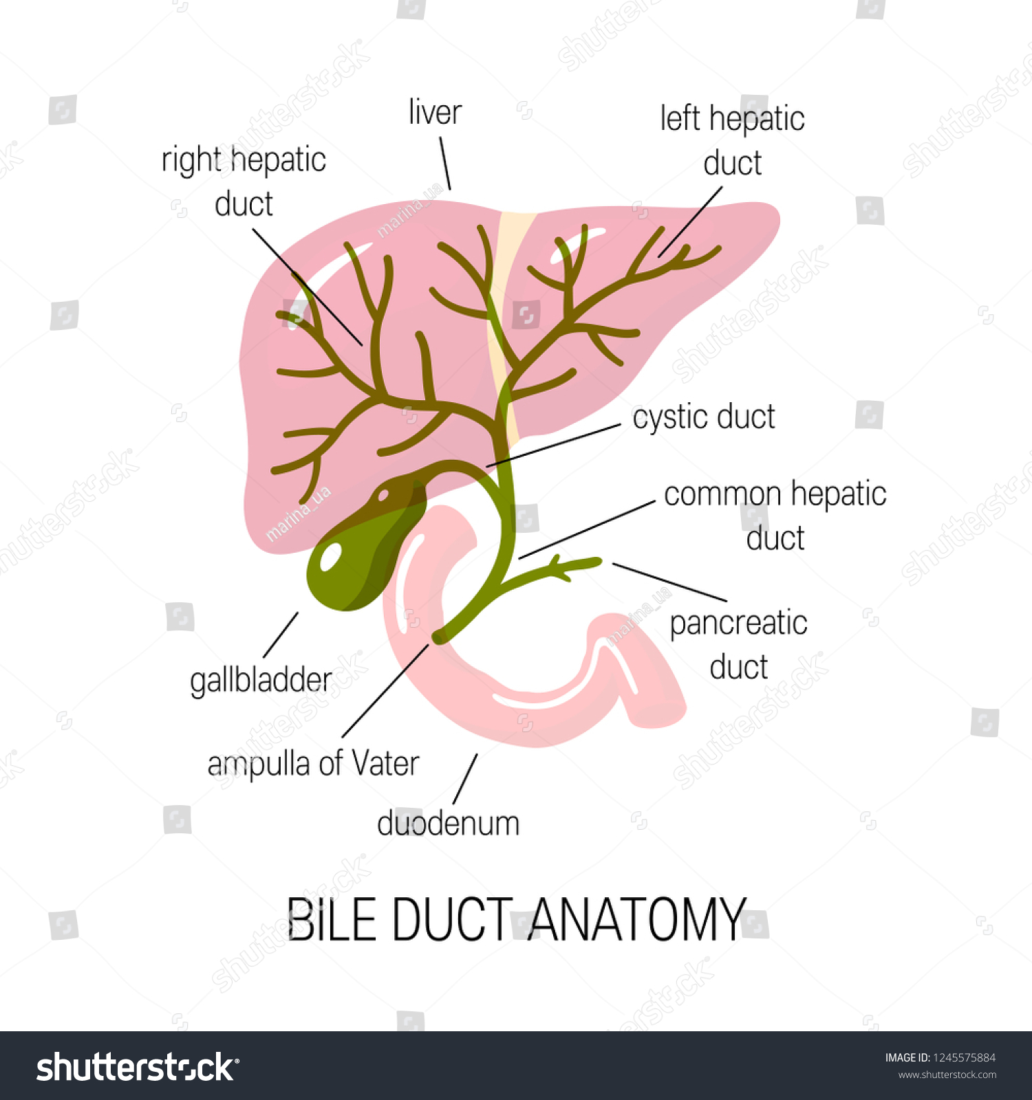 Anatomy Bile Duct Vector Illustration Flat Stock Vector Royalty Free 1245575884