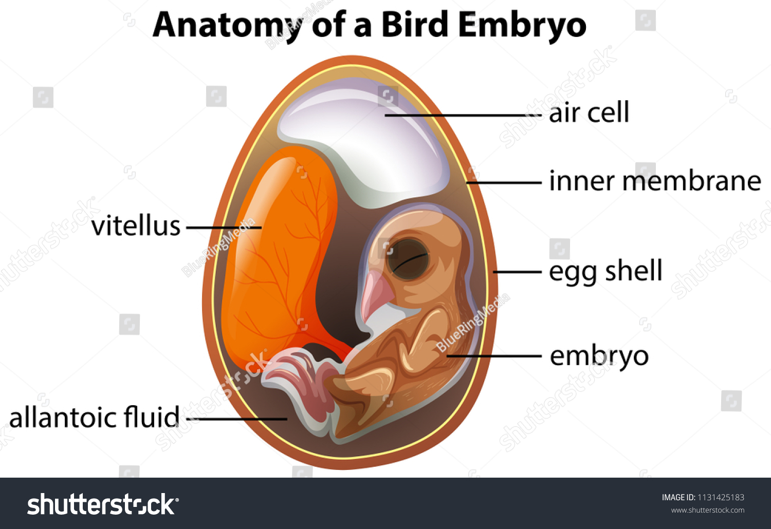 Anatomy Bird Embryo Illustration Stock Vector (Royalty Free) 1131425183 ...