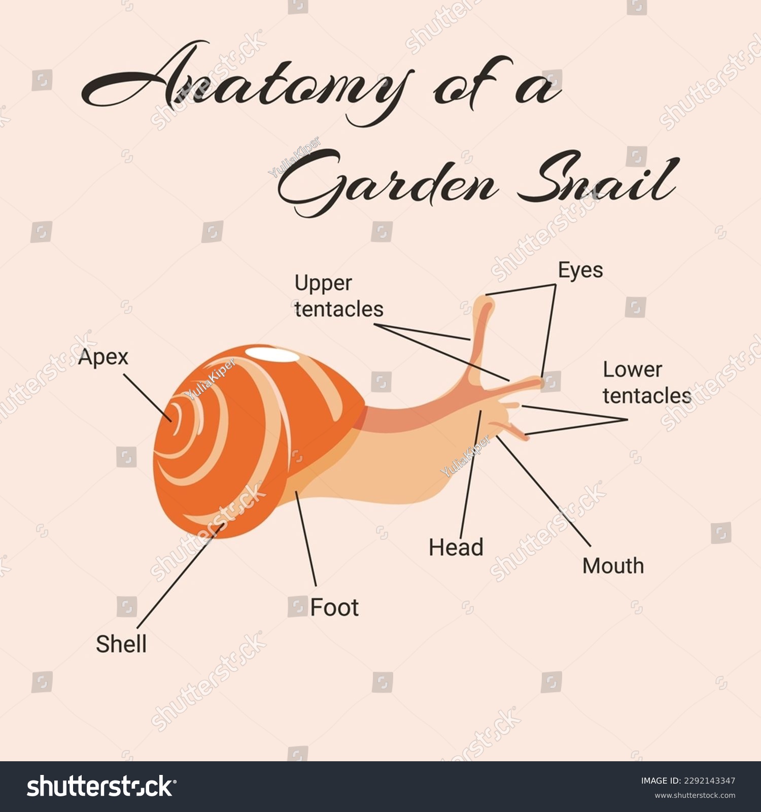SVG of Anatomy of a garden snail. Vector design of instruction manual.  svg