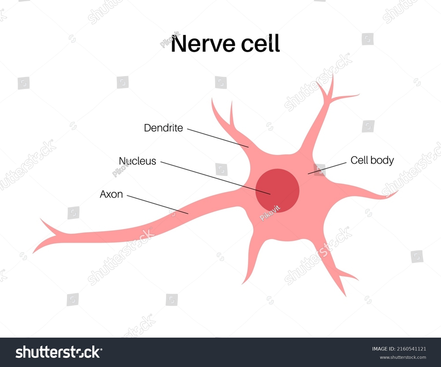 Anatomy Neuron Brain Activity Human Body Stock Vector (Royalty Free ...