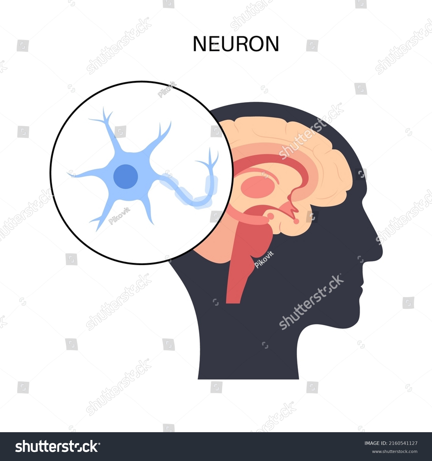 SVG of Anatomy of a neuron. Brain activity in the human body concept. Dendrites, nucleus, axon terminal and myelin sheath medical poster flat vector illustration for clinic or education. svg