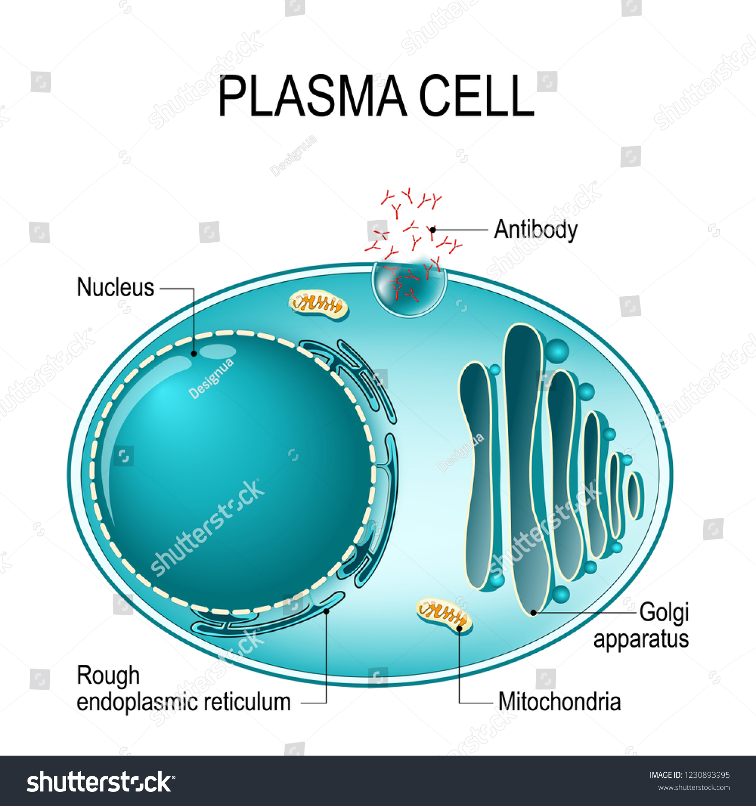 Anatomía De Una Célula De Plasma,: Vector De Stock (libre De Regalías ...