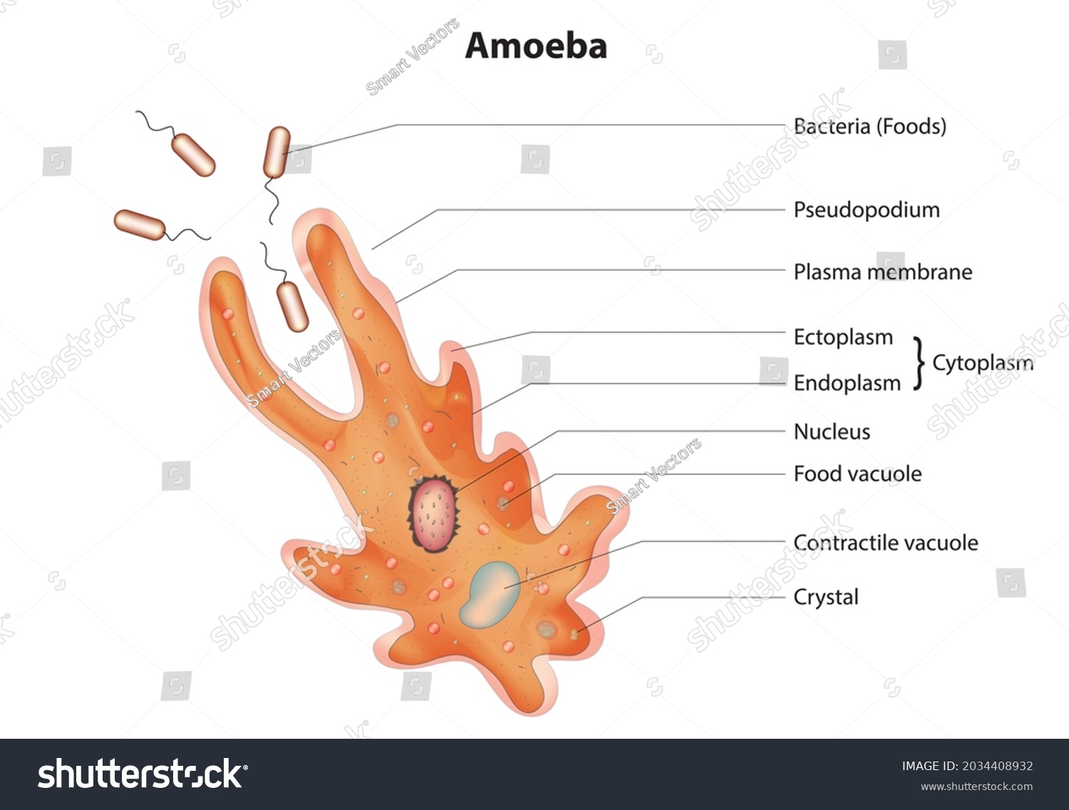 Pseudopodium Images, Stock Photos & Vectors | Shutterstock