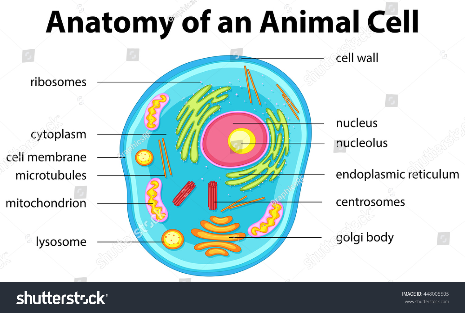 Cell diagram animal Animal Cell