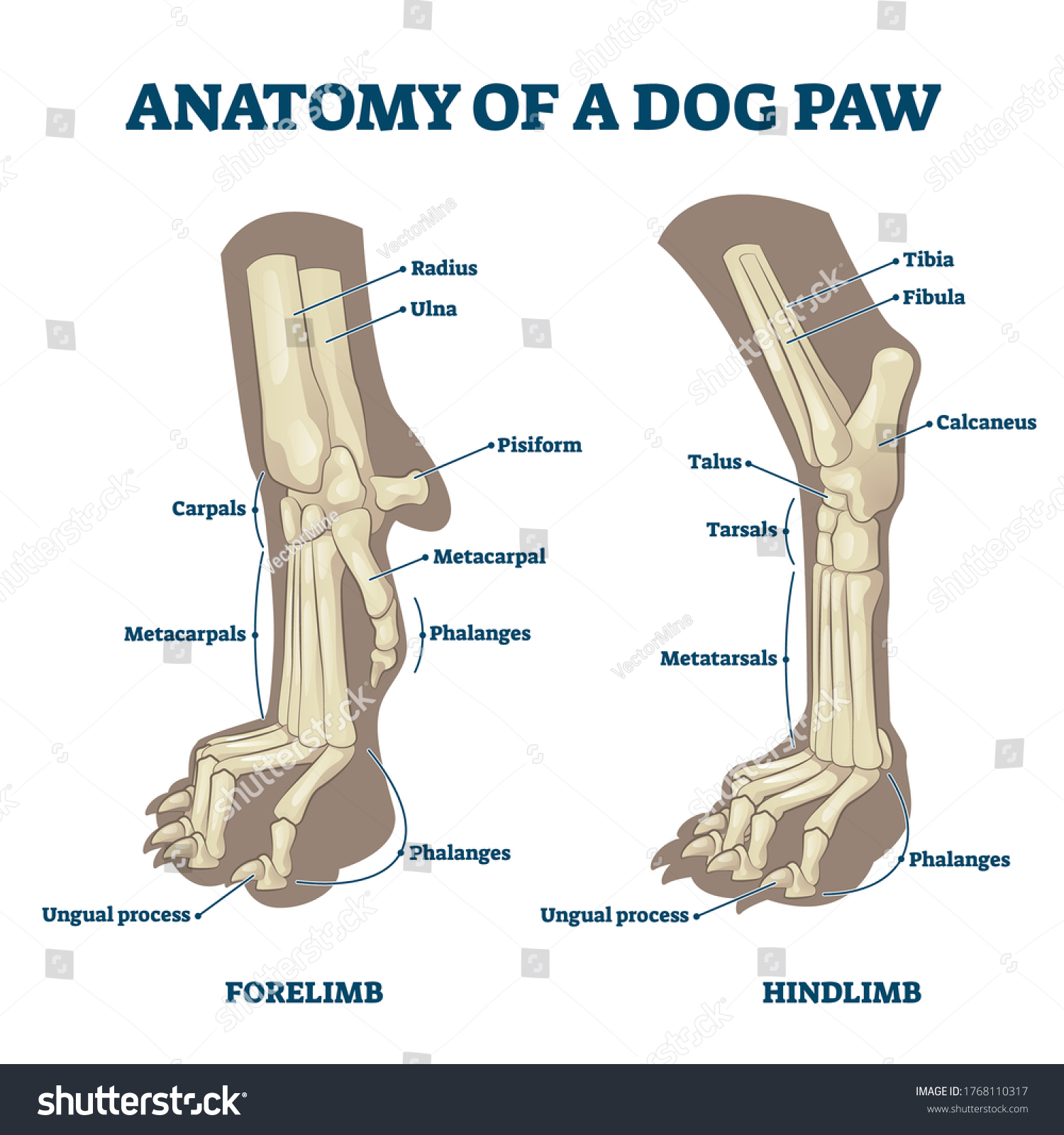 Anatomy Dog Paws Forelimb Hindlimb Bones Arkivvektor royaltyfri 