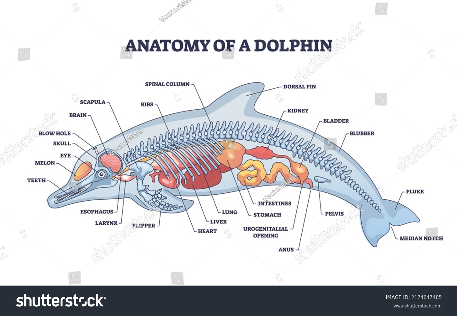 Anatomy Dolphin Animal Inner Physiological Structure Stock Vector ...