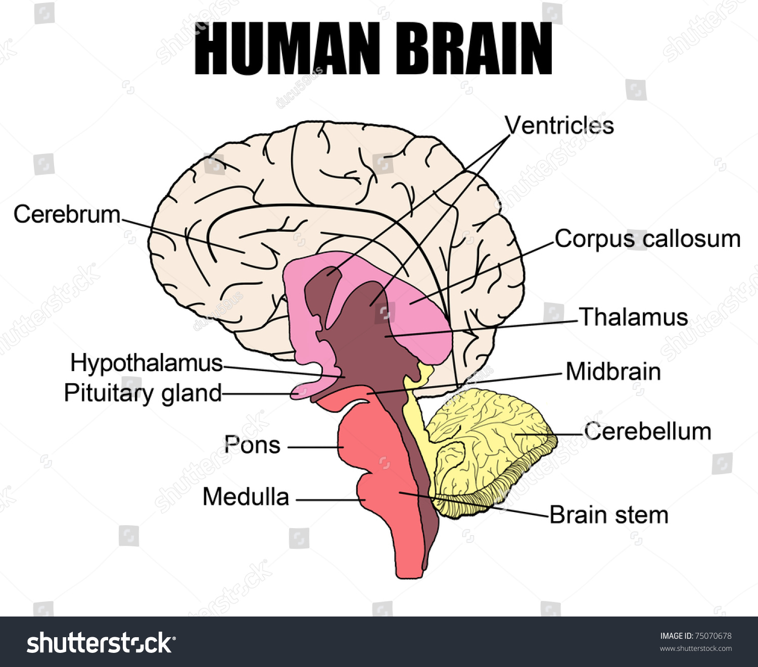 Anatomy Human Brain Vector Illustration For Stock Vector