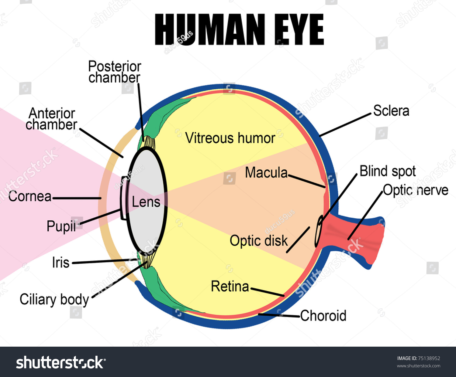Anatomy Human Eye Vector Illustration For Stock Vector