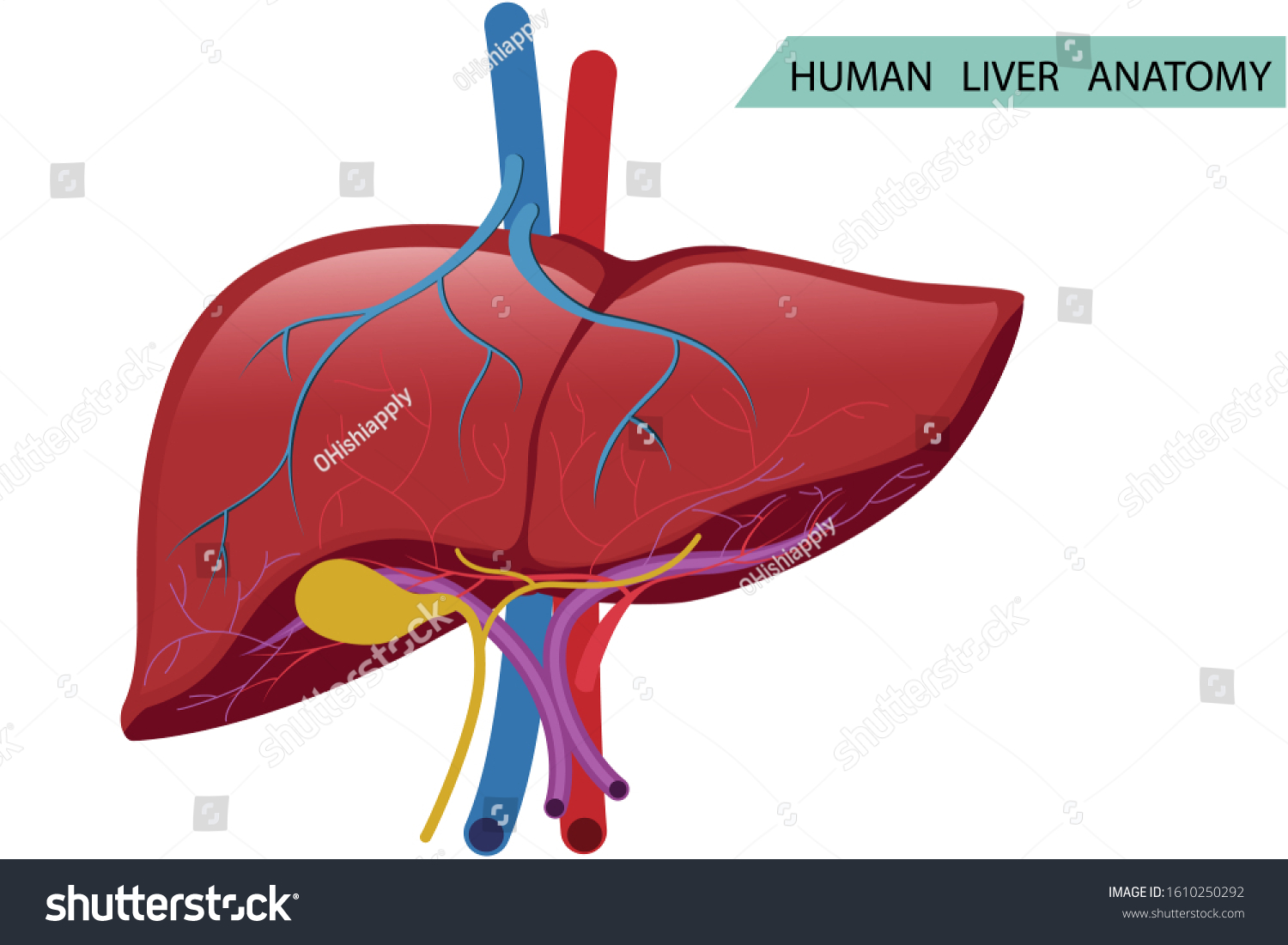 Anatomy Human Liver Structure Vector Health Stock Vector (Royalty Free ...