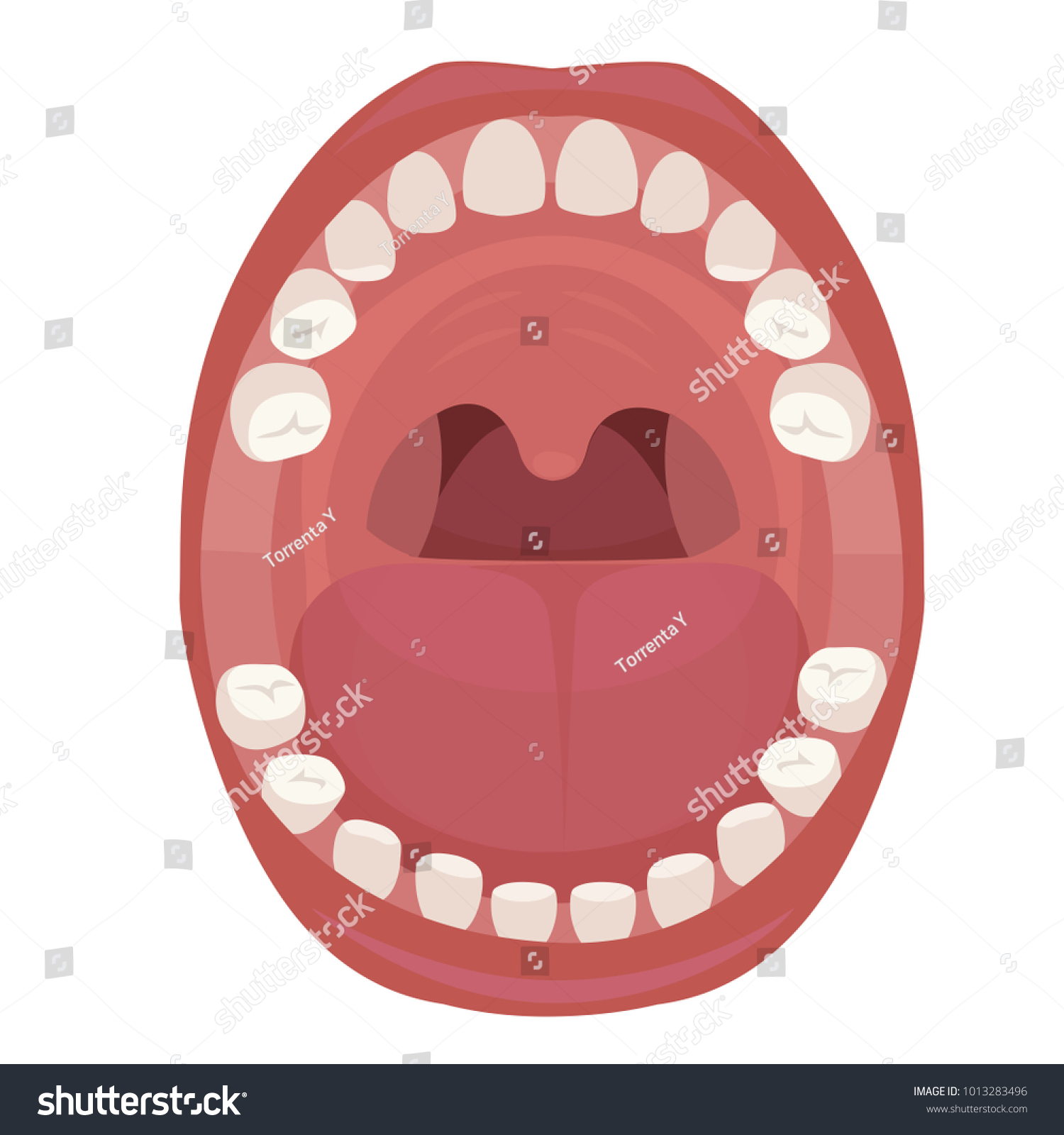 Anatomy Human Mouth Vector Illustration Stock Vector (Royalty Free ...